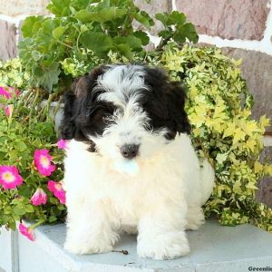 Curly, Bichon Mix Puppy