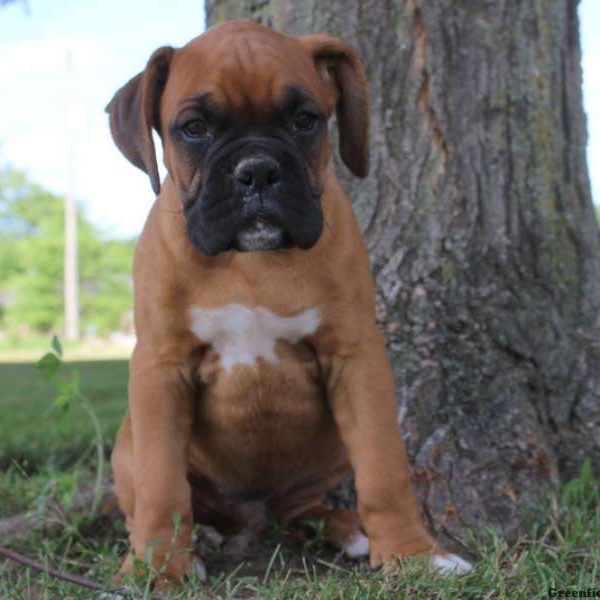 Curt, Boxer Puppy