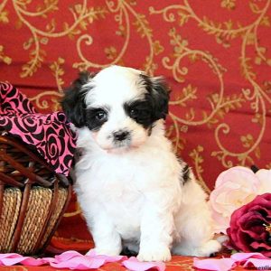 Curt, Maltese Mix Puppy