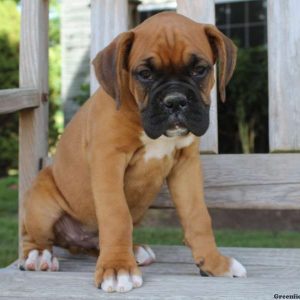 Curt, Boxer Puppy