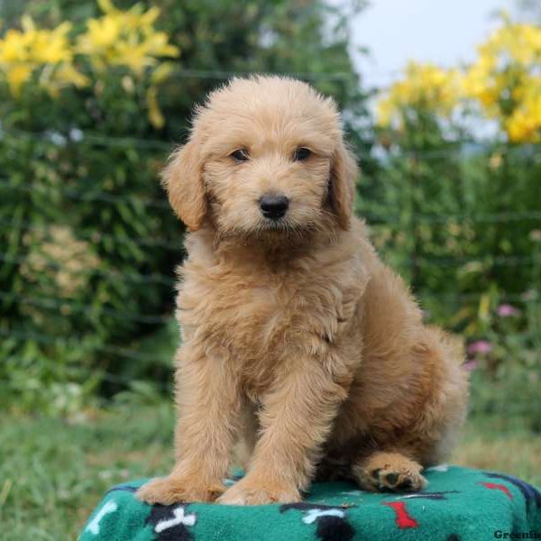 Custard, Labradoodle-Miniature Puppy