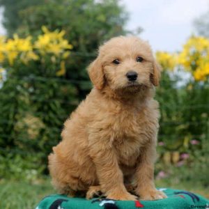 Custard, Labradoodle-Miniature Puppy