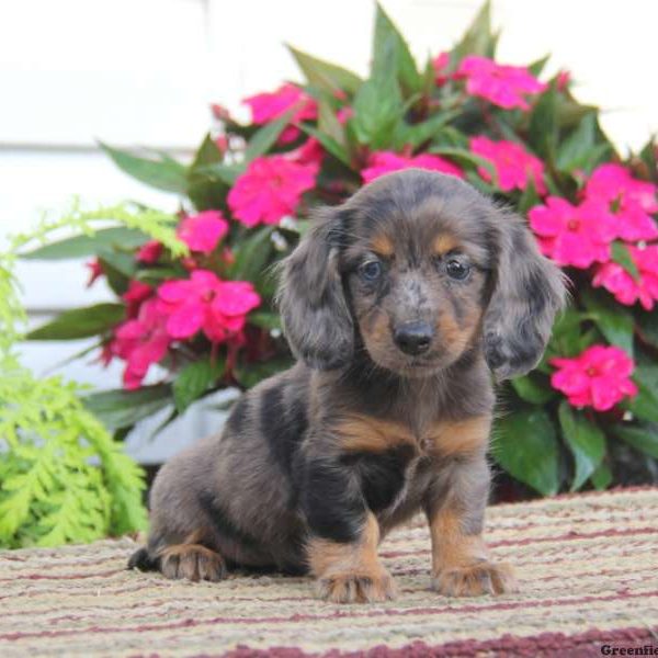 Cutie, Dachshund Puppy