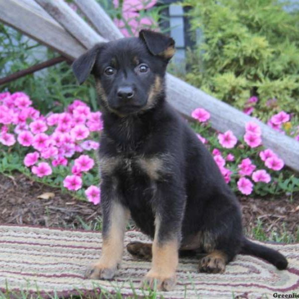 Cutie, German Shepherd Puppy