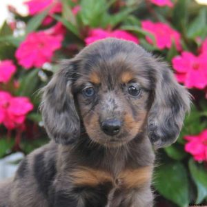 Cutie, Dachshund Puppy