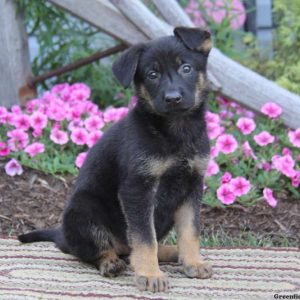 Cutie, German Shepherd Puppy