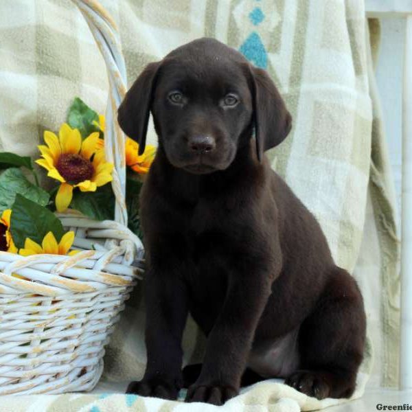 Cypress, Labrador Retriever-Chocolate Puppy