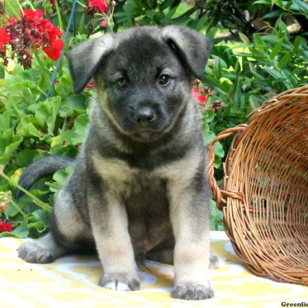 D-Dog, Norwegian Elkhound Puppy