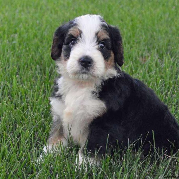 DaVinci, Bernedoodle Puppy