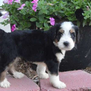 DaVinci, Bernedoodle Puppy