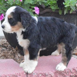 DaVinci, Bernedoodle Puppy