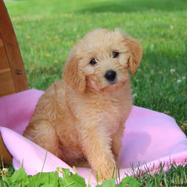 Daffodil, Labradoodle-Miniature Puppy