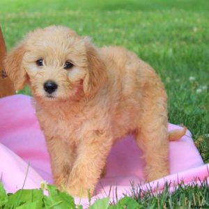 Daffodil, Labradoodle-Miniature Puppy