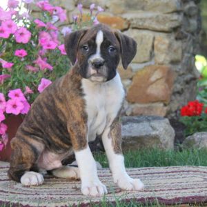 Daffodil, Boxer Puppy