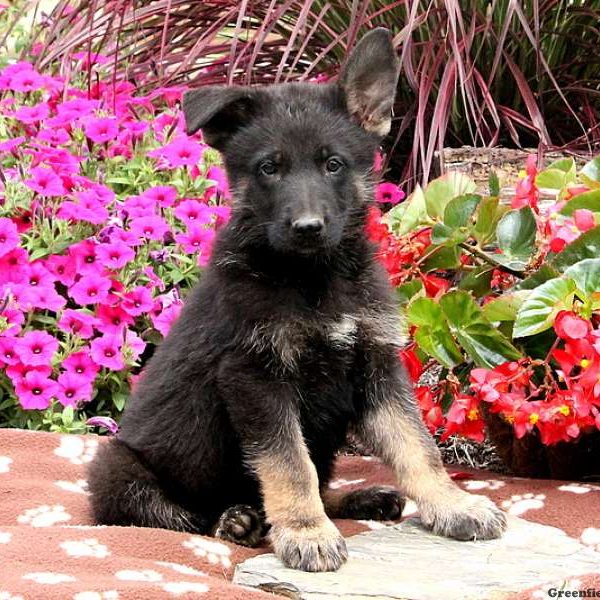 Dagen, German Shepherd Puppy