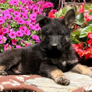 Dagen, German Shepherd Puppy