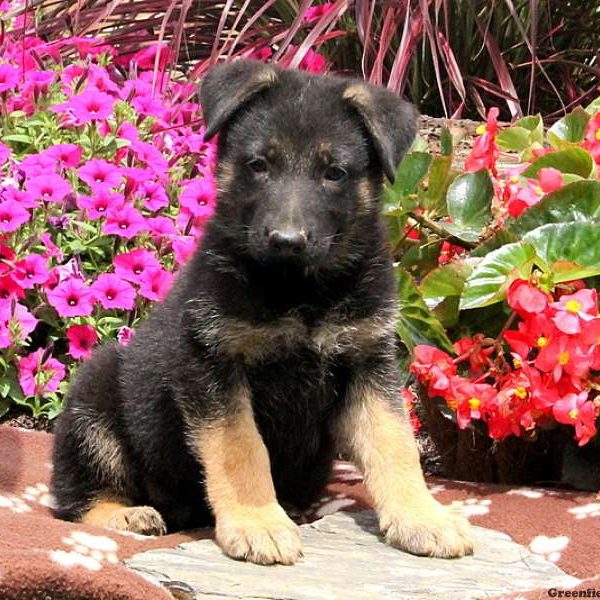 Daisy Sue, German Shepherd Puppy