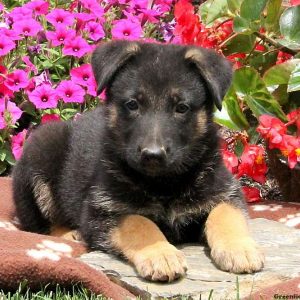 Daisy Sue, German Shepherd Puppy