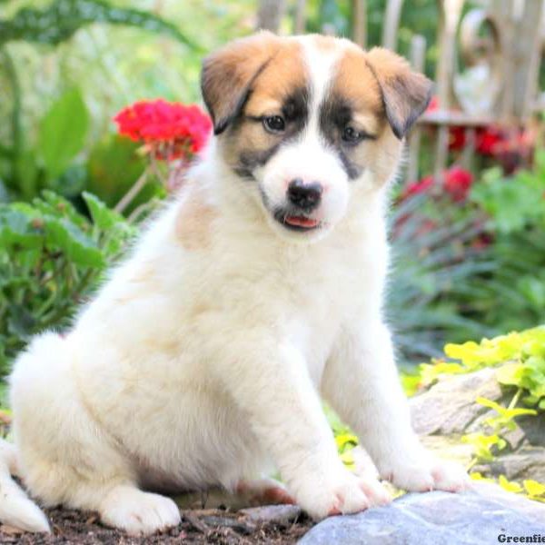 Daisy, Great Pyrenees Mix Puppy