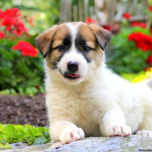 Daisy, Great Pyrenees Mix Puppy