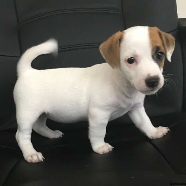 Daisy, Jack Russell Terrier Puppy