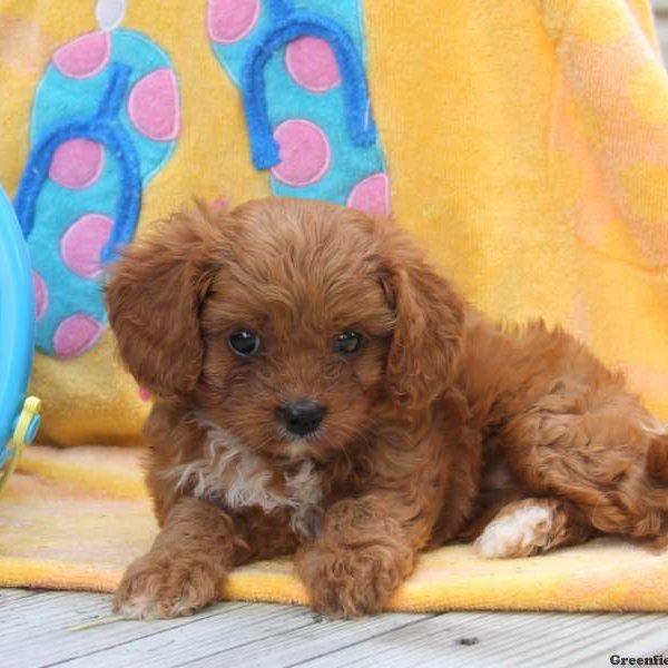 Daisy, Cavapoo Puppy