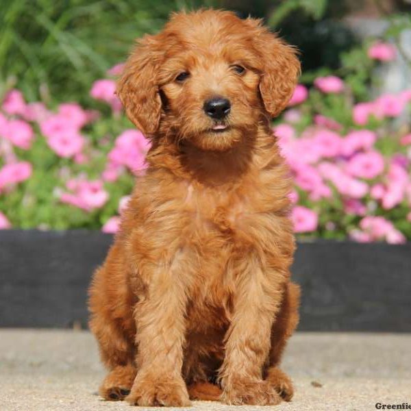 Daisy, Goldendoodle Puppy