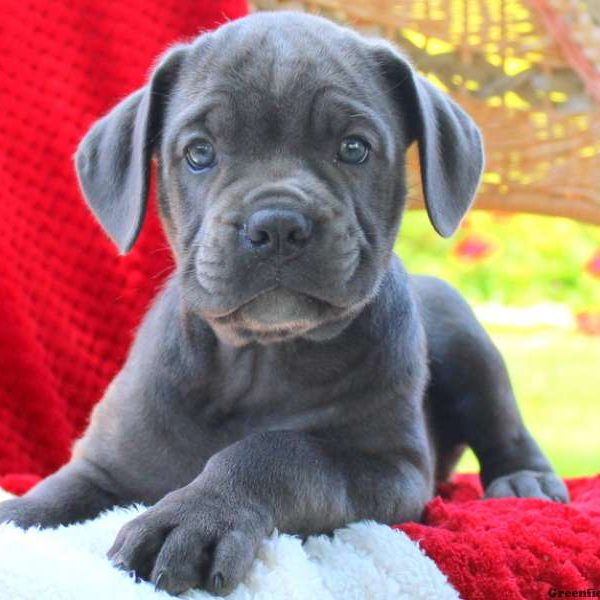 Daisy, Cane Corso Puppy