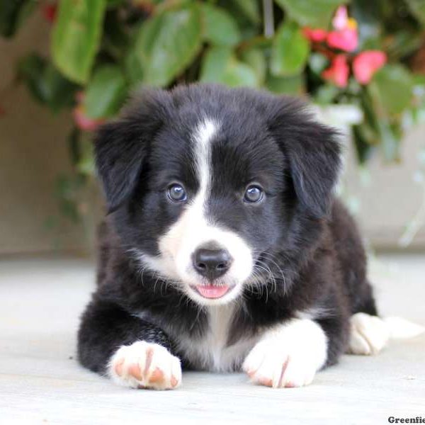 Daisy, Border Collie Puppy