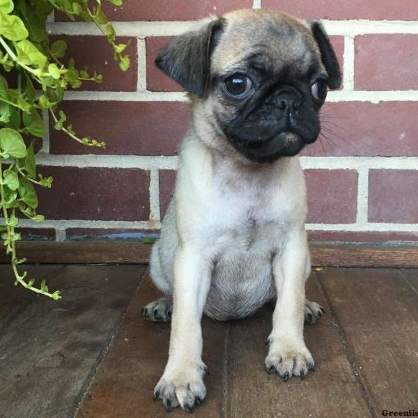 Daisy, Pug Puppy