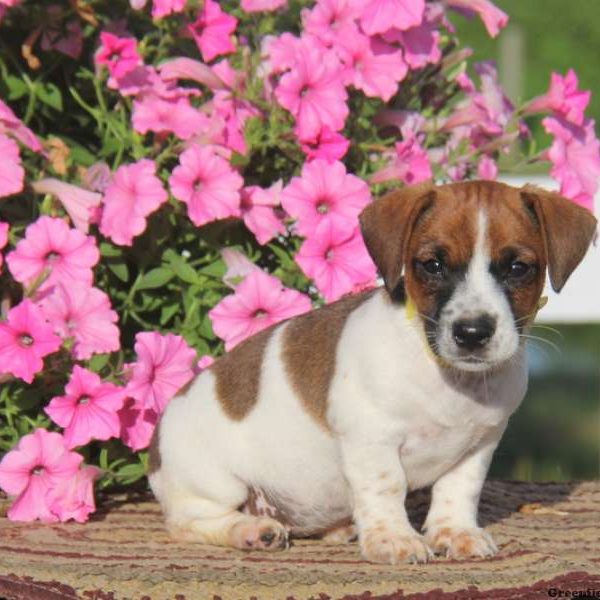 Daisy, Jack Russell Terrier Puppy