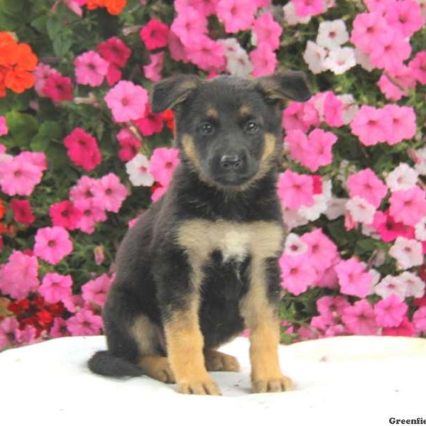 Daisy, German Shepherd Puppy