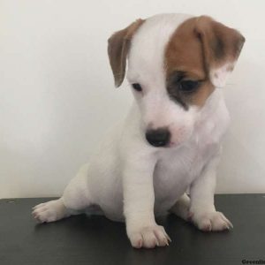 Daisy, Jack Russell Terrier Puppy