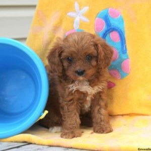 Daisy, Cavapoo Puppy