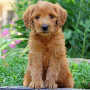 Daisy, Goldendoodle Puppy