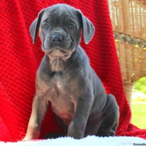 Daisy, Cane Corso Puppy