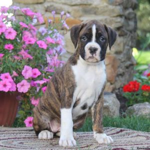 Daisy, Boxer Puppy