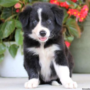 Daisy, Border Collie Puppy