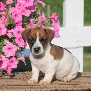 Daisy, Jack Russell Terrier Puppy