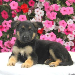 Daisy, German Shepherd Puppy