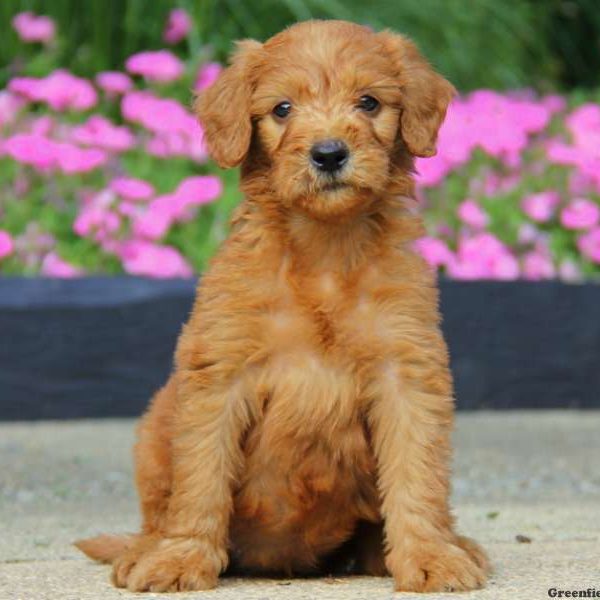 Dakota, Goldendoodle Puppy