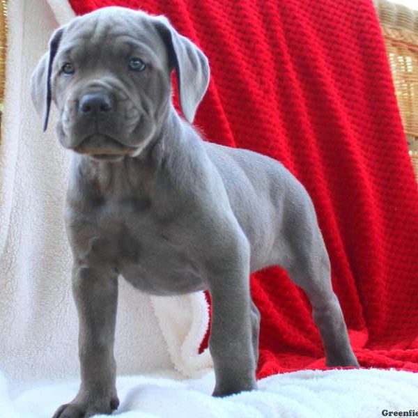 Dakota, Cane Corso Puppy