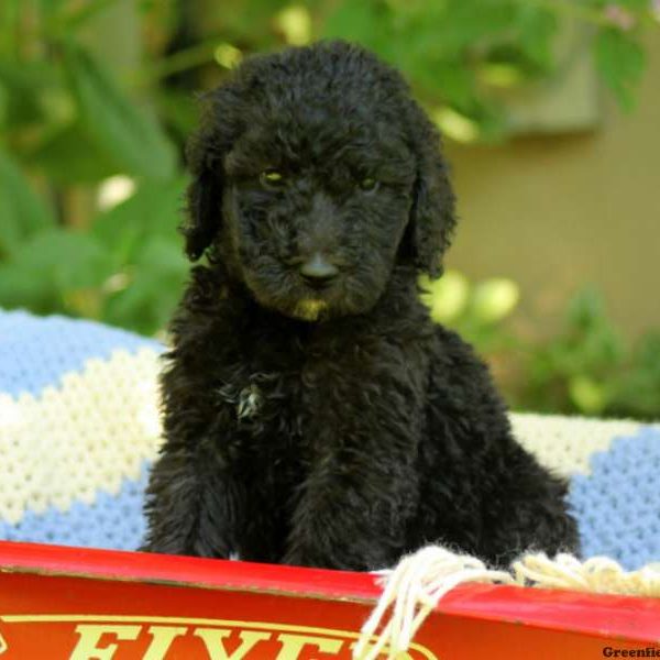 Dakota, Standard Poodle Puppy