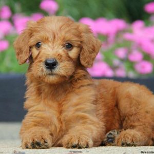 Dakota, Goldendoodle Puppy