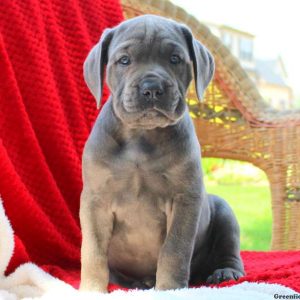 Dakota, Cane Corso Puppy