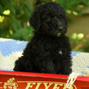 Dakota, Standard Poodle Puppy