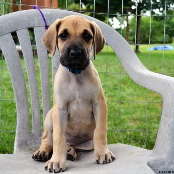 Dallas, Great Dane Puppy