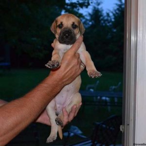 Dallas, Great Dane Puppy