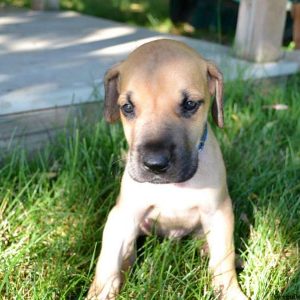 Dallas, Great Dane Puppy