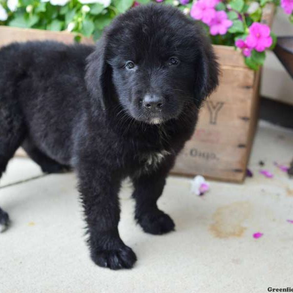 Dana, Newfoundland Puppy